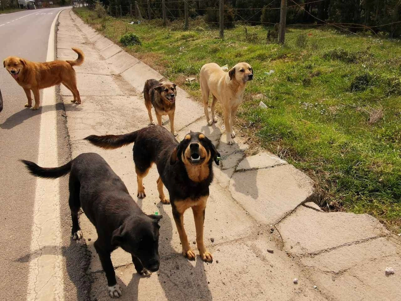 İstanbul Valiliği’nden ‘sokak köpeklerinin toplanması’ talimatı