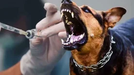 İstanbul Valiliği’nden Net Mesaj: İstanbul’da Kuduz Vakaları Ne Durumda?