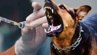 İstanbul Valiliği’nden Net Mesaj: İstanbul’da Kuduz Vakaları Ne Durumda?